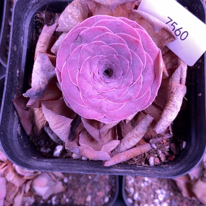 ****！7560山地玫瑰弹头