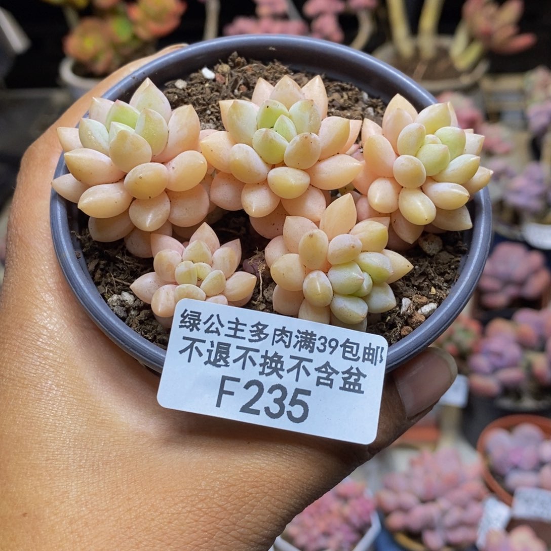 235泡泡糖多肉不包整