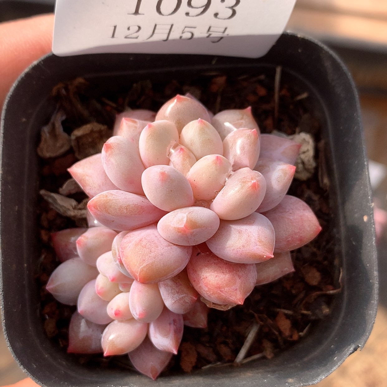 【闪购商品】云1093号半夏