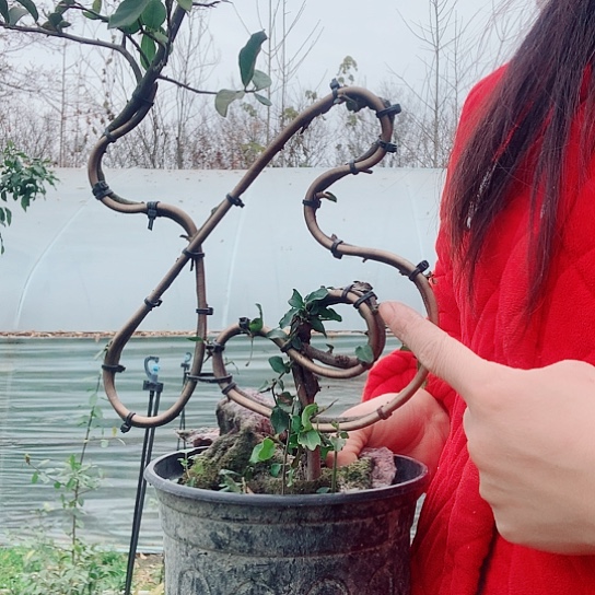 无花朵金弹子8一福