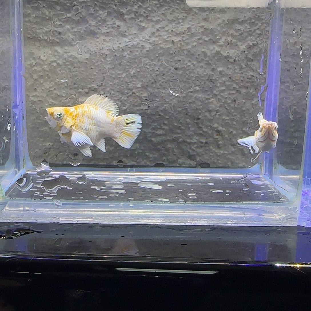 孔雀鱼樱花圆尾。72号