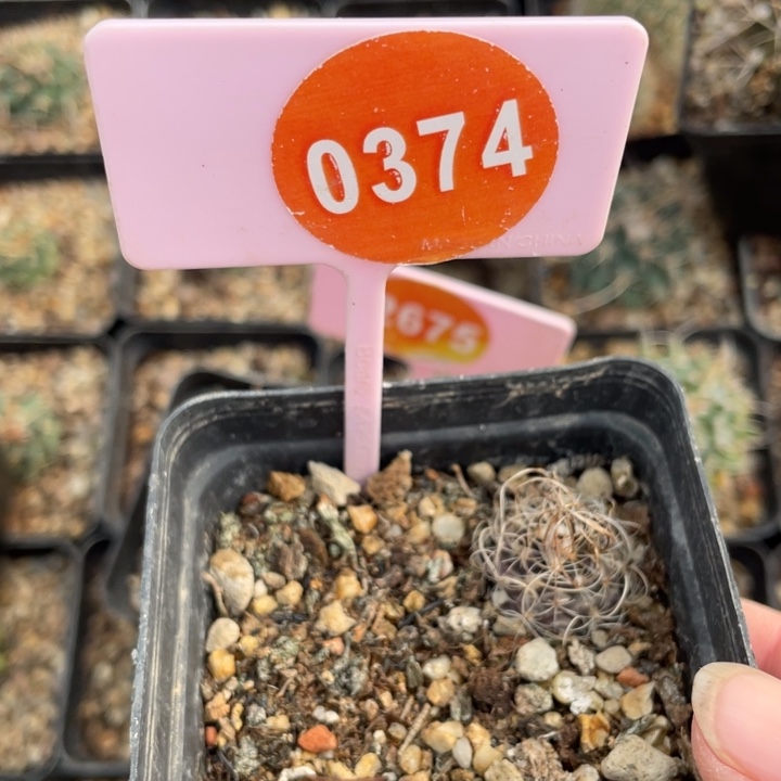 陈***胤实生草刺03740000000