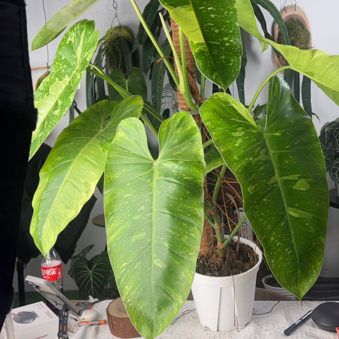 完全开放超大老桩银河布洛整高1米冠幅90