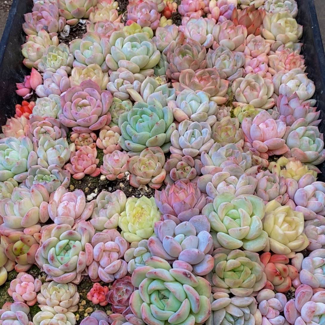 ?529多肉植物保护研究所所长