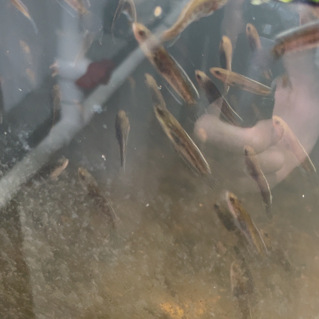 雷龙鱼眼镜蛇3-4公分