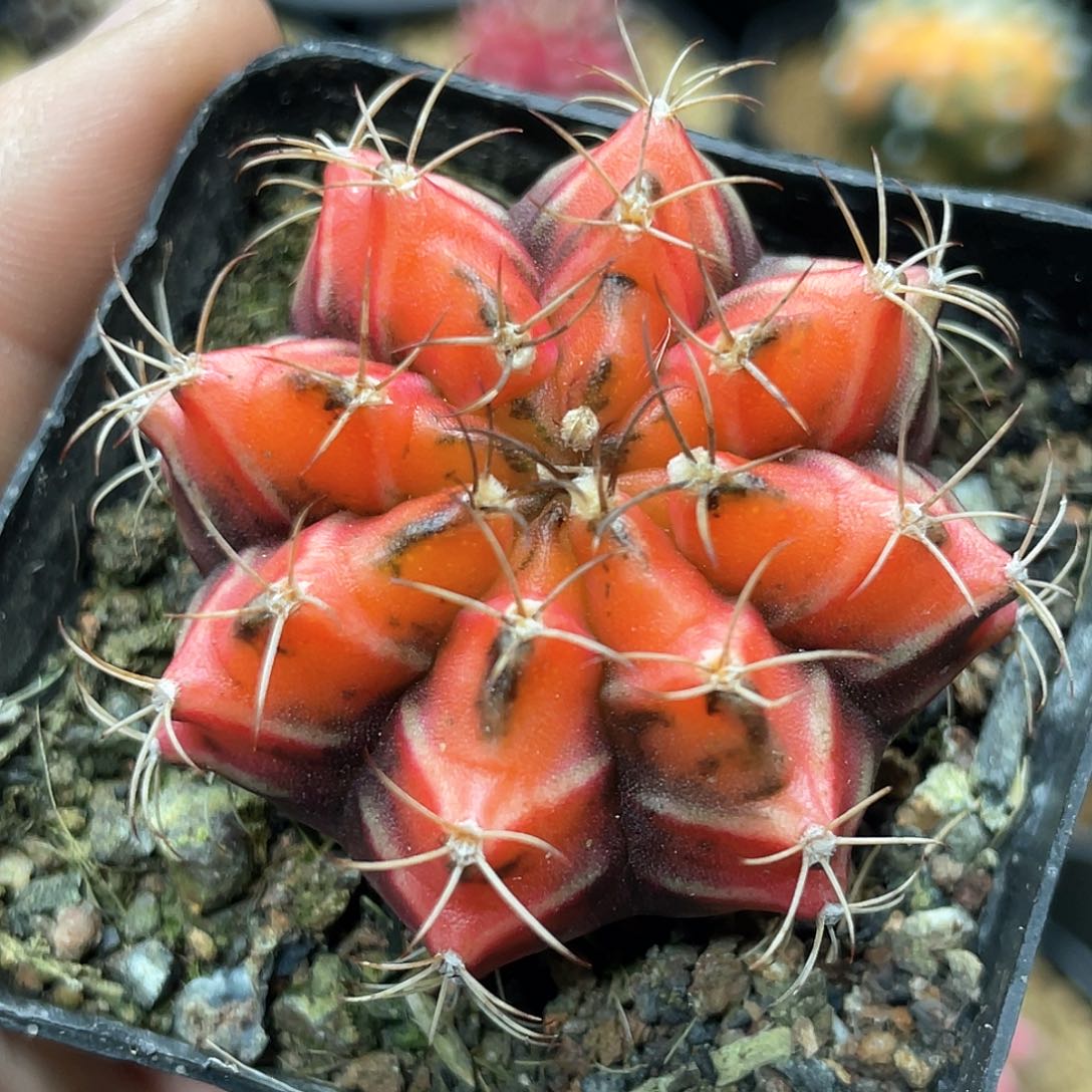 泰系实生根，规律棱背刺座锦