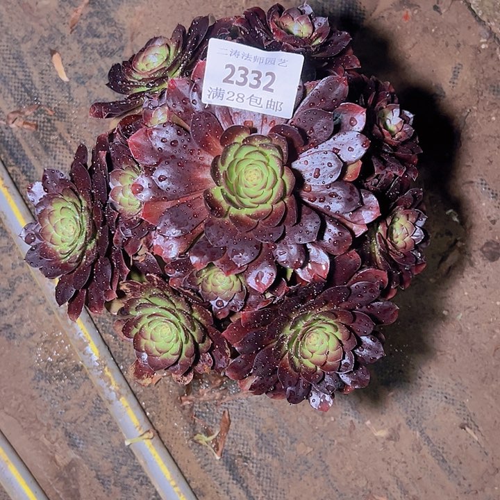 2332黑魔多肉植物老桩