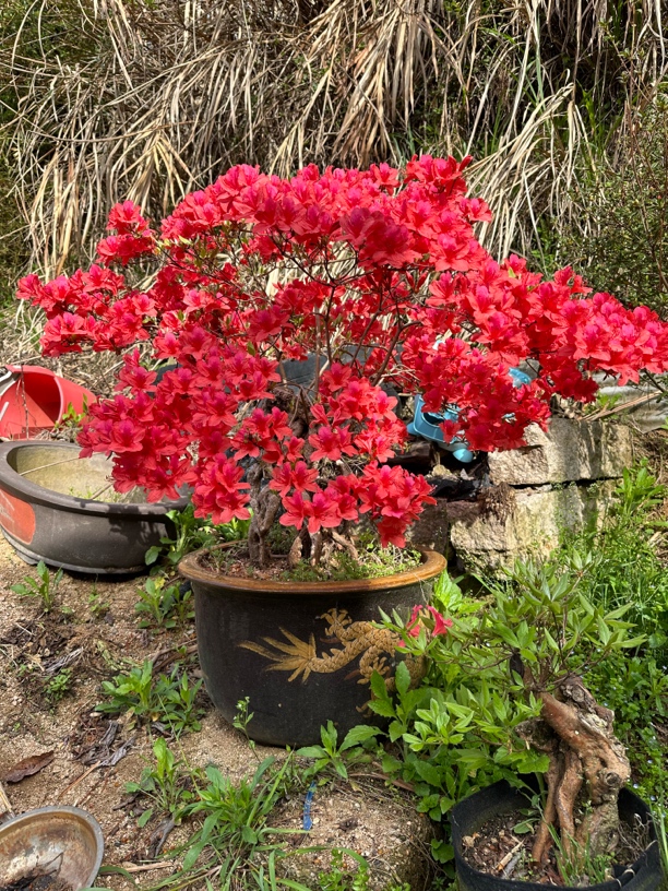 大别山映山红；先花后叶品种；一物一拍
