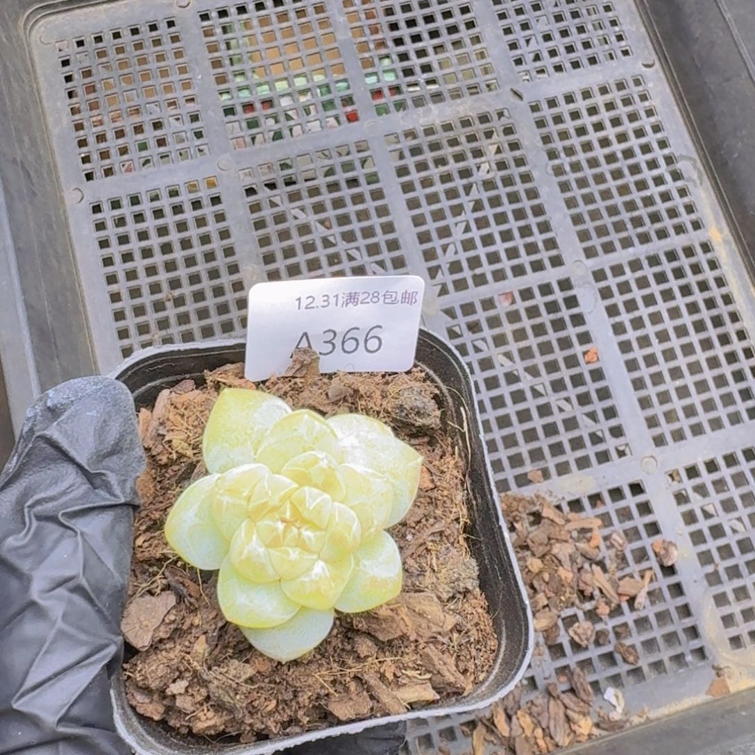 永***盛黄体石化一颗带盆