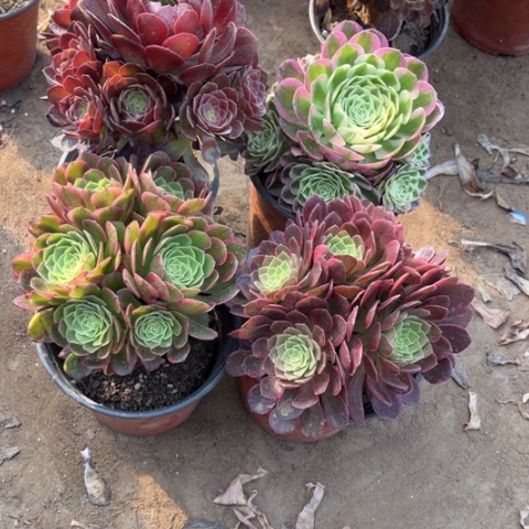 223多肉植物组合