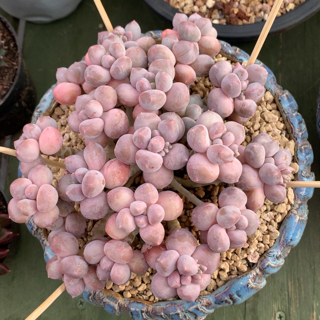 我们家的小姐姐们