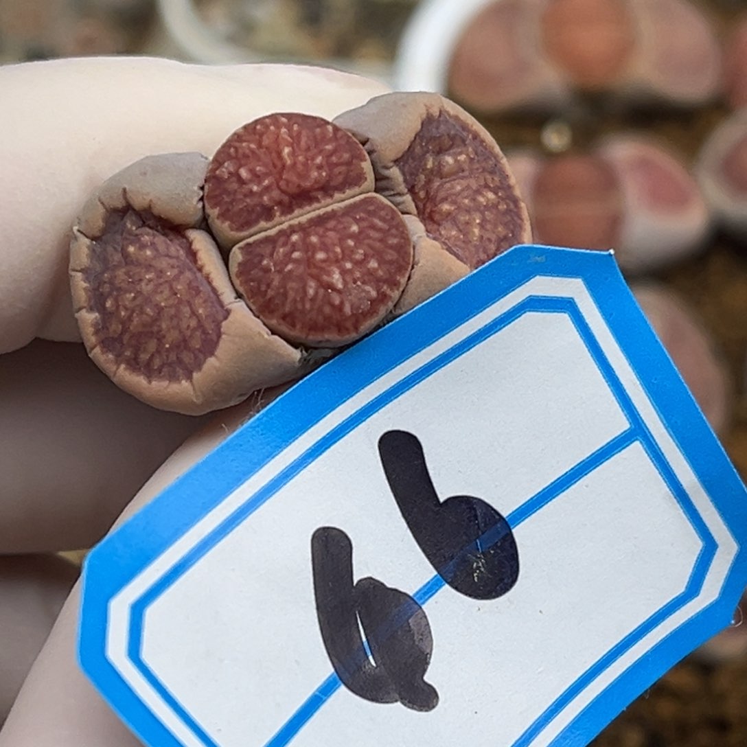 46号一颗特选红窗菊