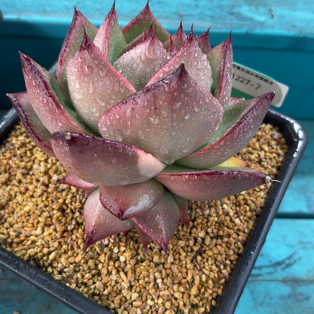 从前慢花园多肉编号1227-7