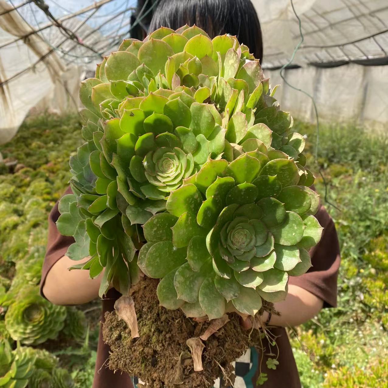 3年糖心沙拉碗法师     新手老手都可养  室内室外  多肉绿植