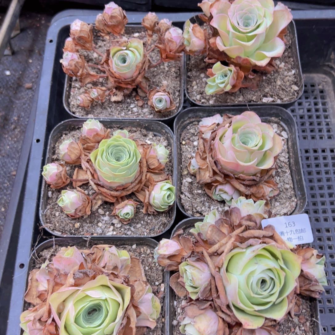 163 侧牙掉了不包损无售后