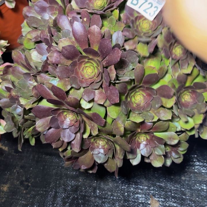 723多肉植物一物一拍