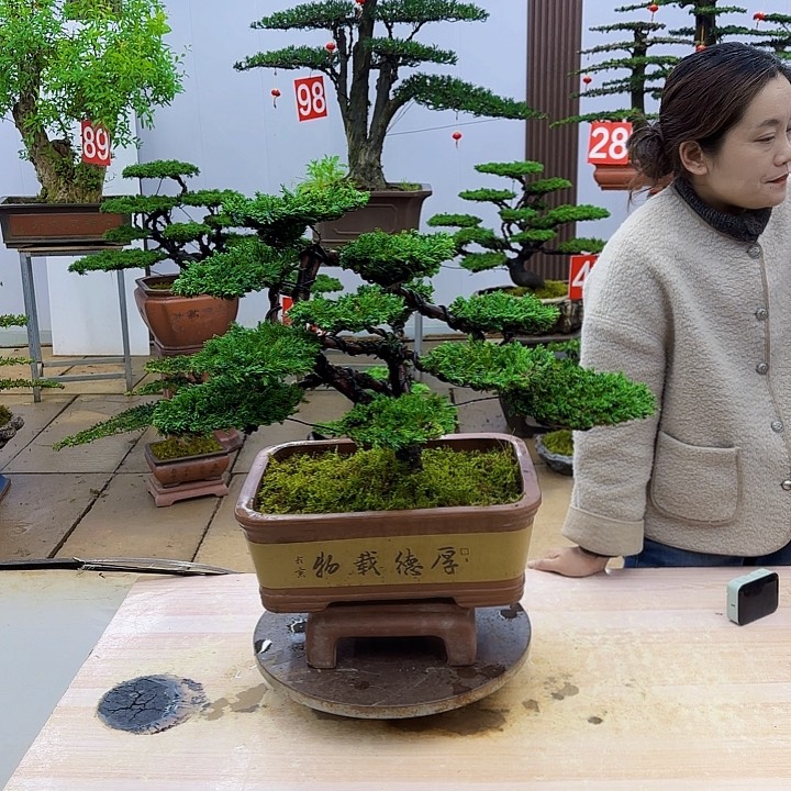 无花朵盆景直播间一物一拍