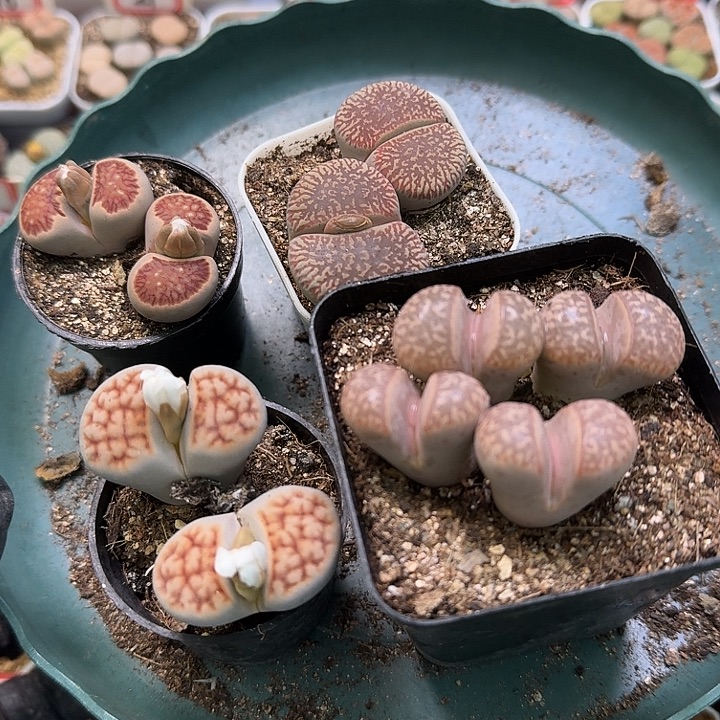 薰***台生石花2:：：。    289号