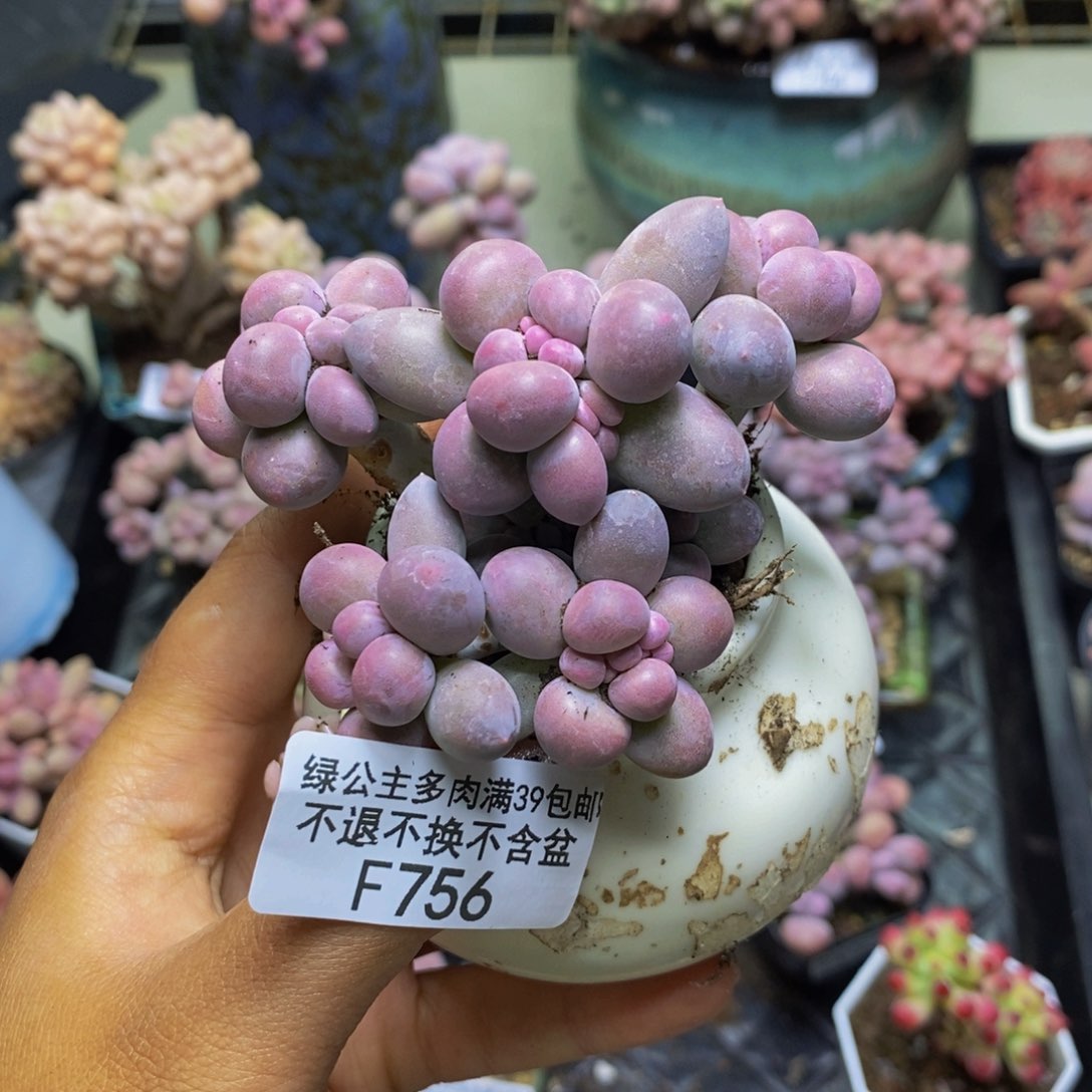 756香水手指奶多肉8cm