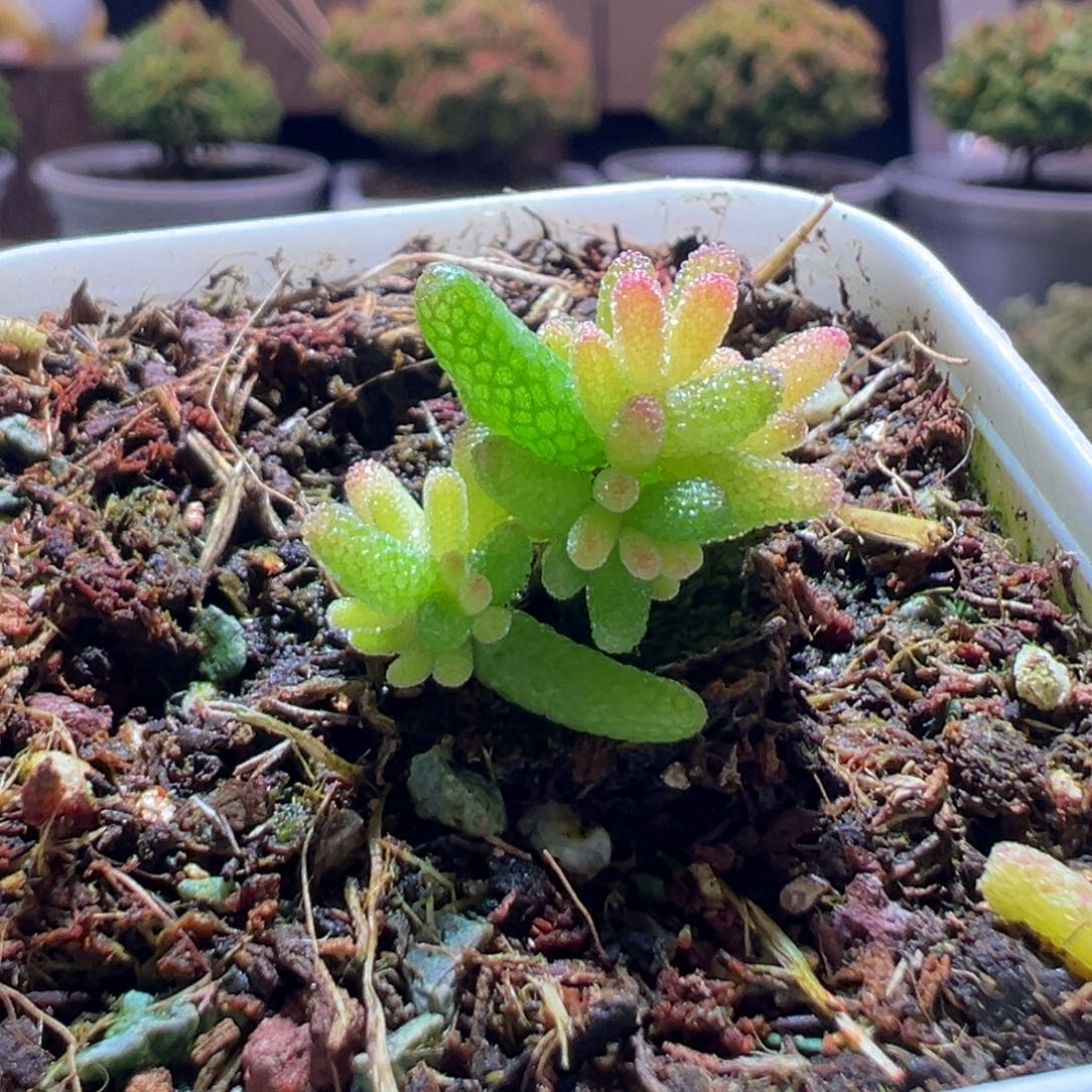 351飞机猪一物一拍包开箱