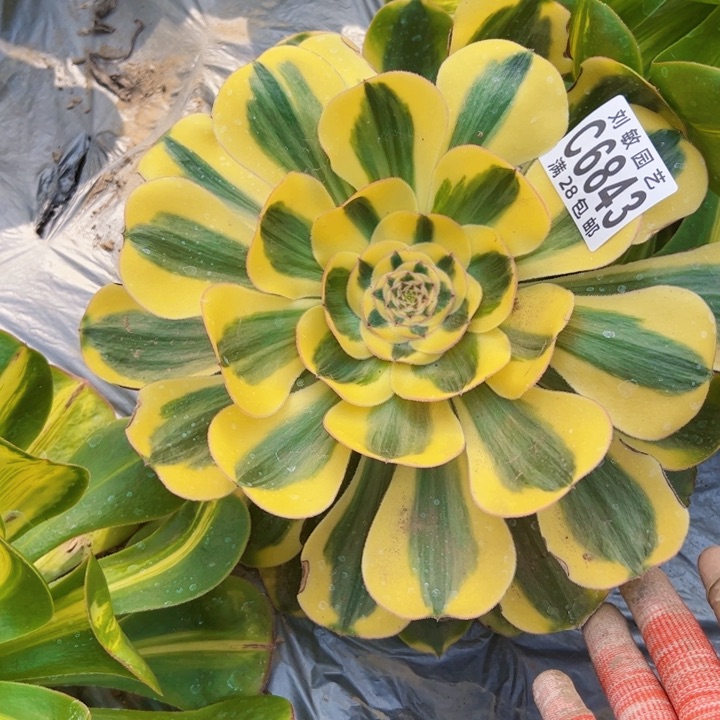 6843多肉植物法师法师贵妃