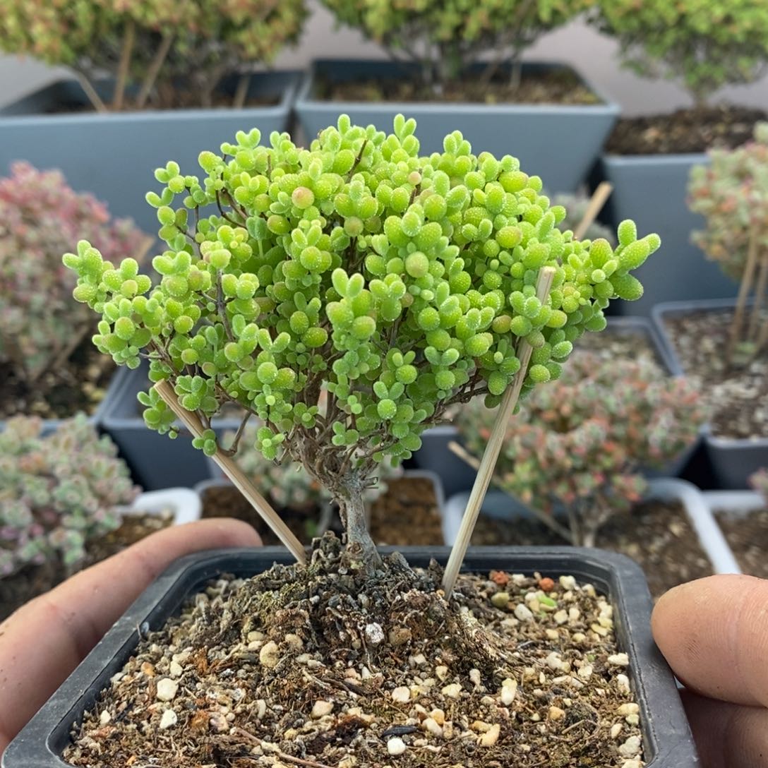 658蜜橘糖球枝干