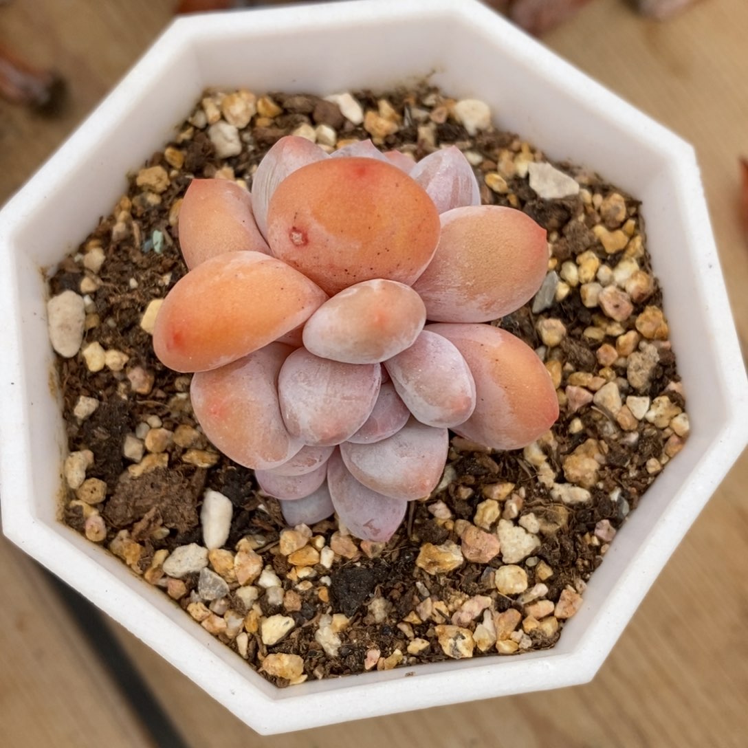 健健康康快快乐乐满38包邮多肉