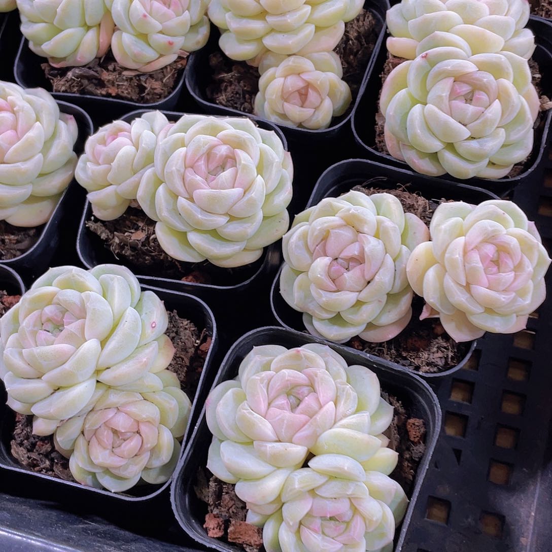 量拍88号  冰透雪团子双头一个