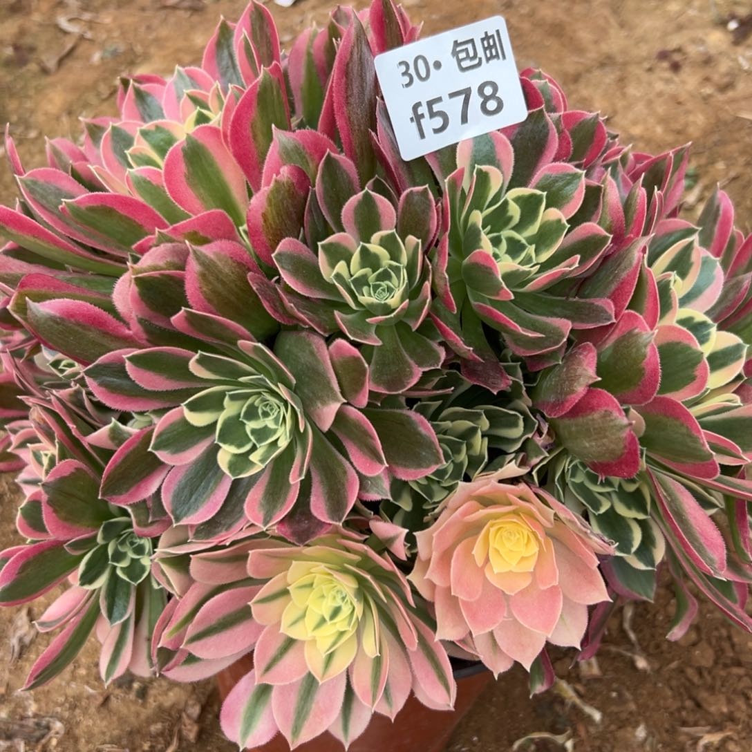 578白凤多肉法师