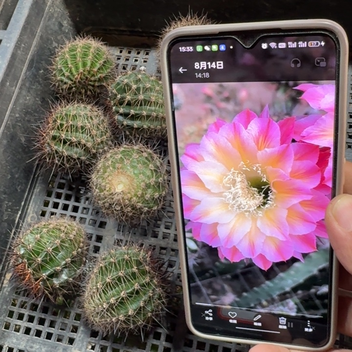 277彩草马乙歪4公分左右无根侧牙，20包邮