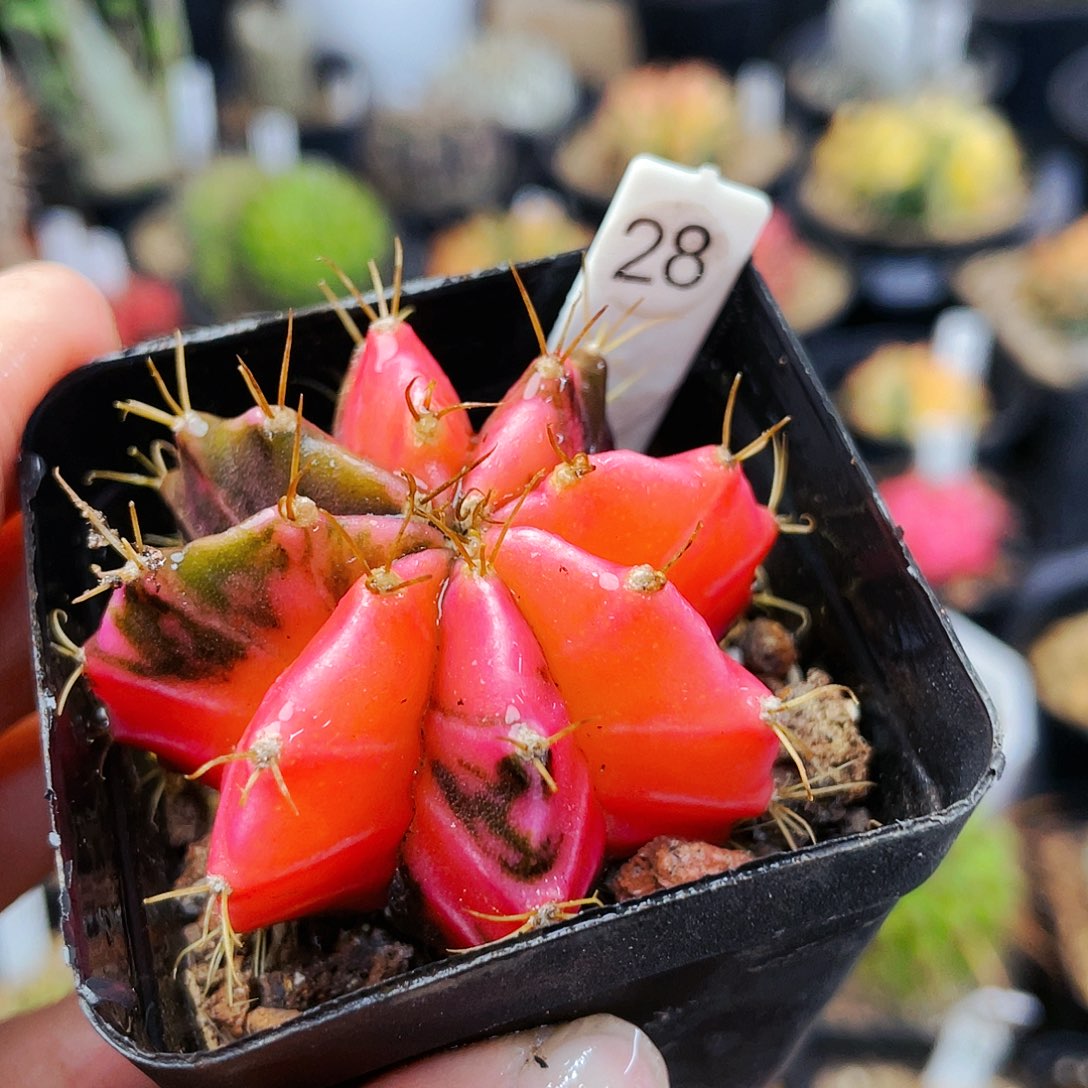 非偏远地区满25包邮发货仙人球