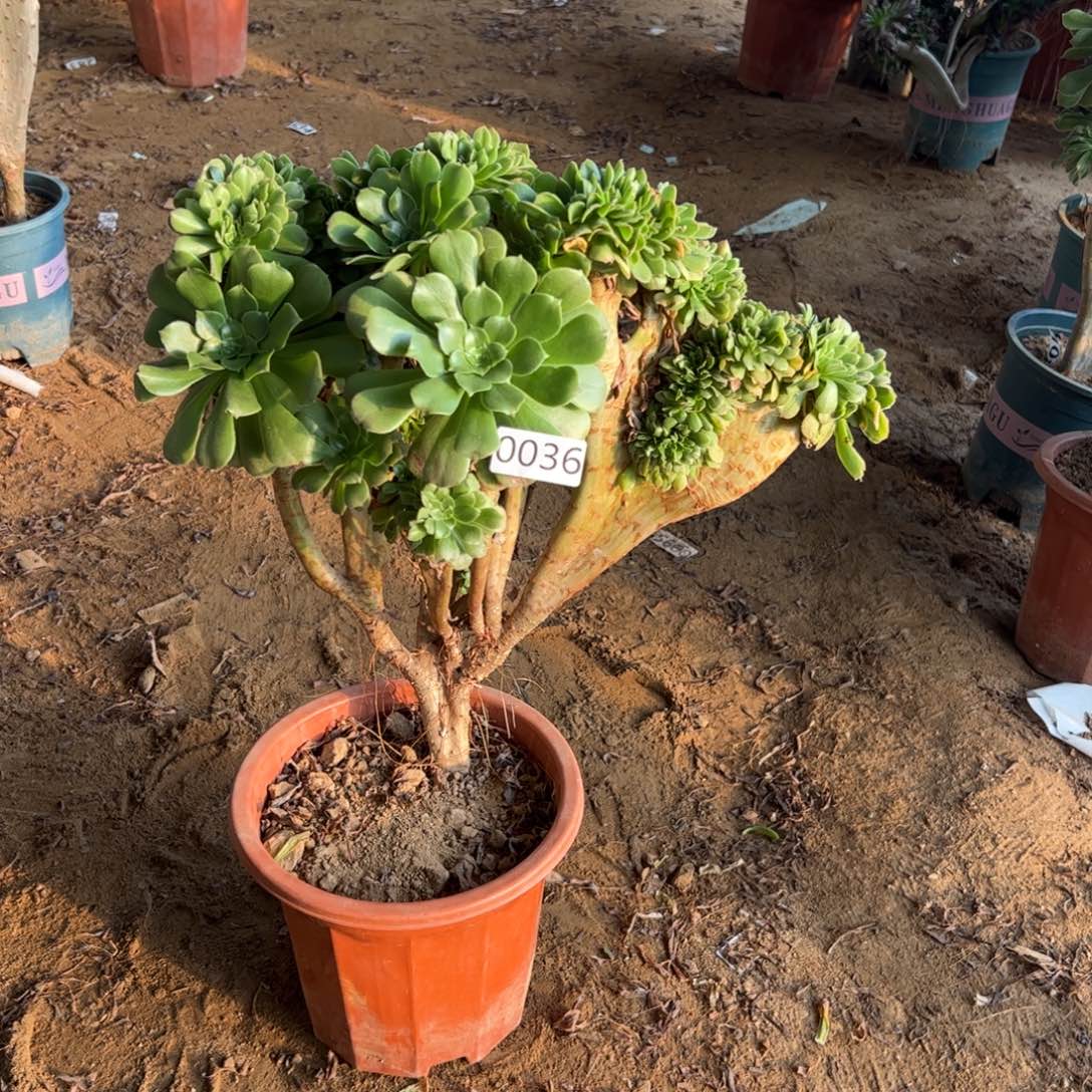 绿杨蓉036宽高37厘米