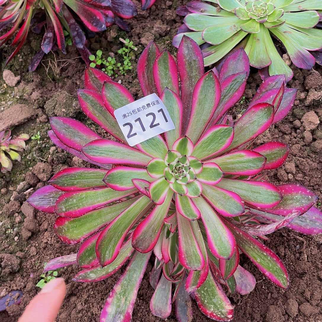 2121粉t铜多肉植物