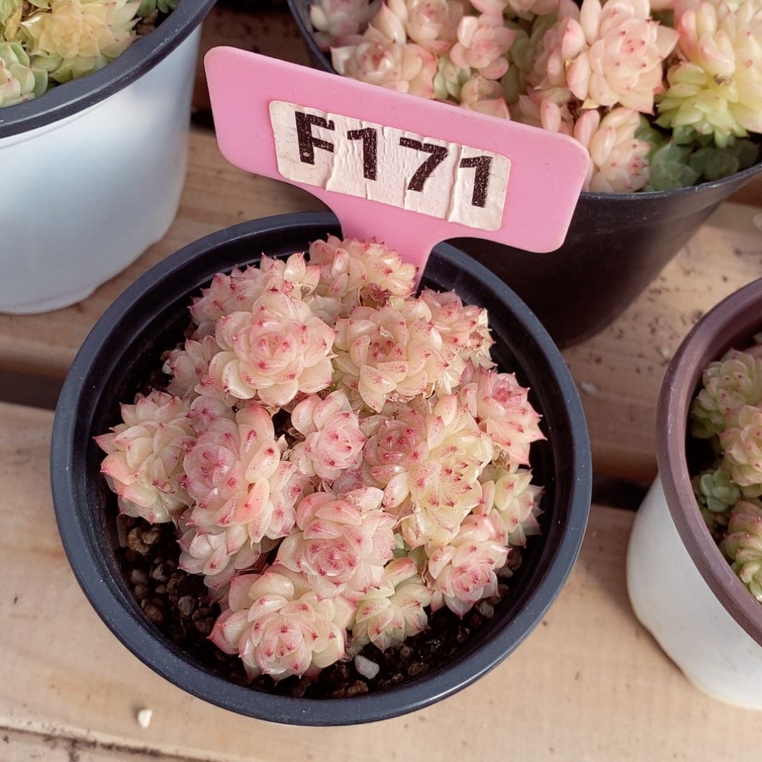 ?***厨麦秆8cm不包整群