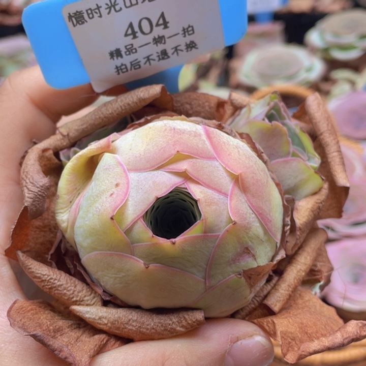 山地玫瑰404裸根发货不售后