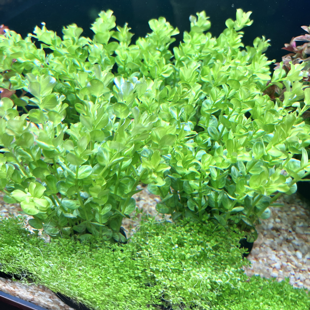 绿宫廷坨草鱼缸造景水草