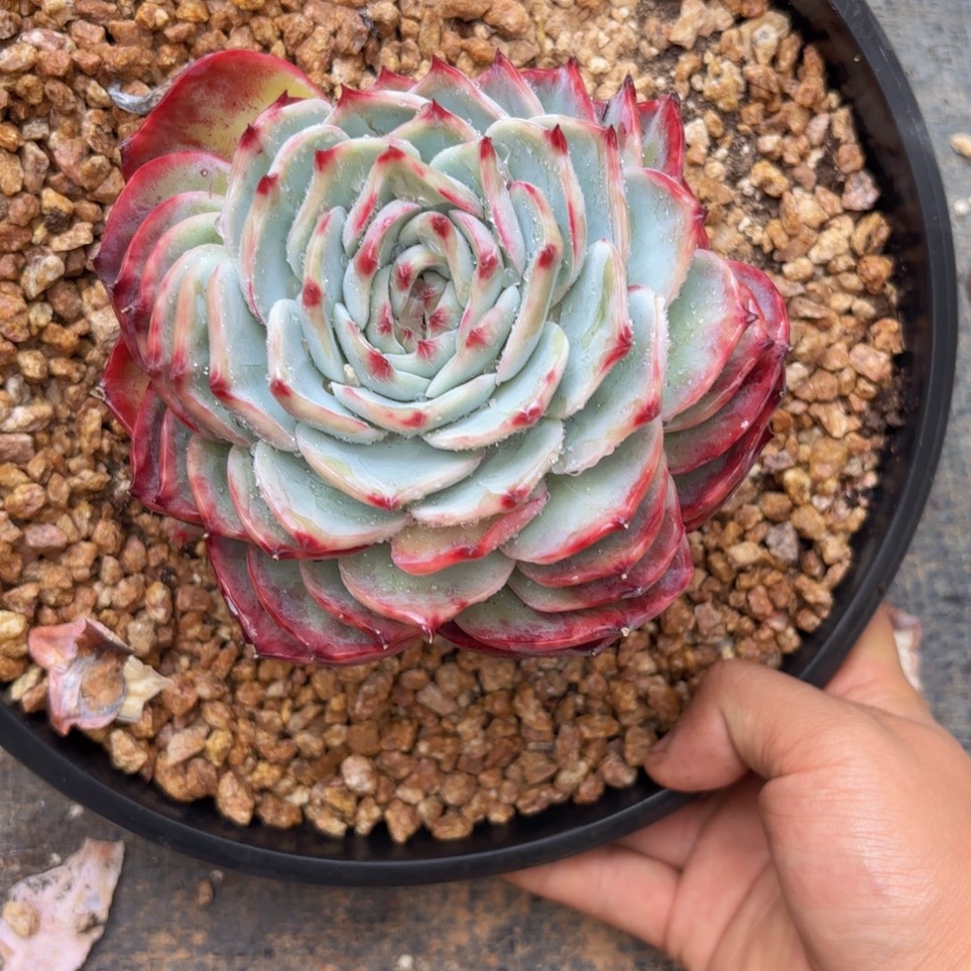 一物一拍，惊鸿仙子