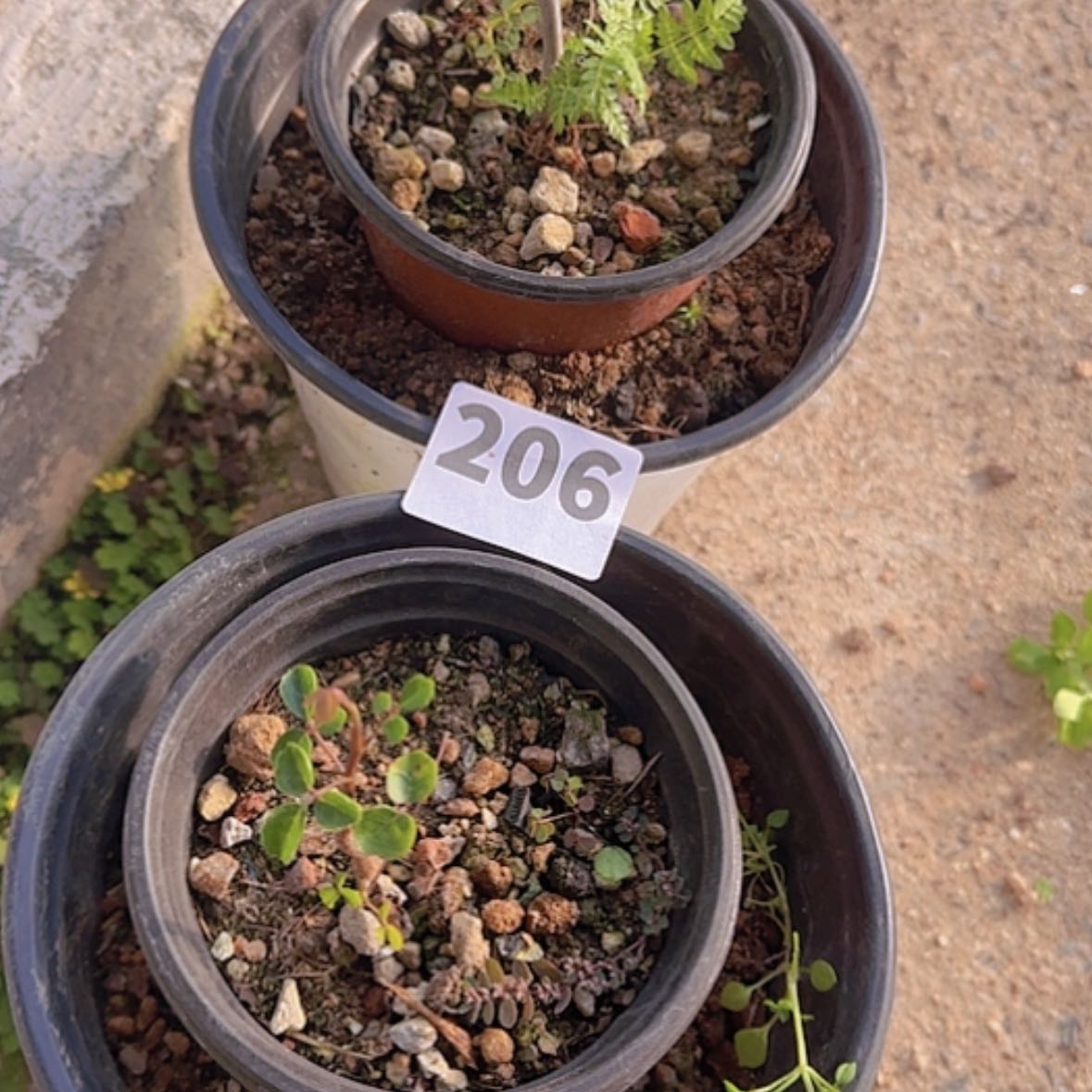 【闪购商品】K****g块根植物