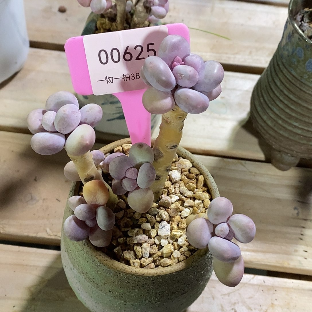 雪****00625，奥图璐璐托中介