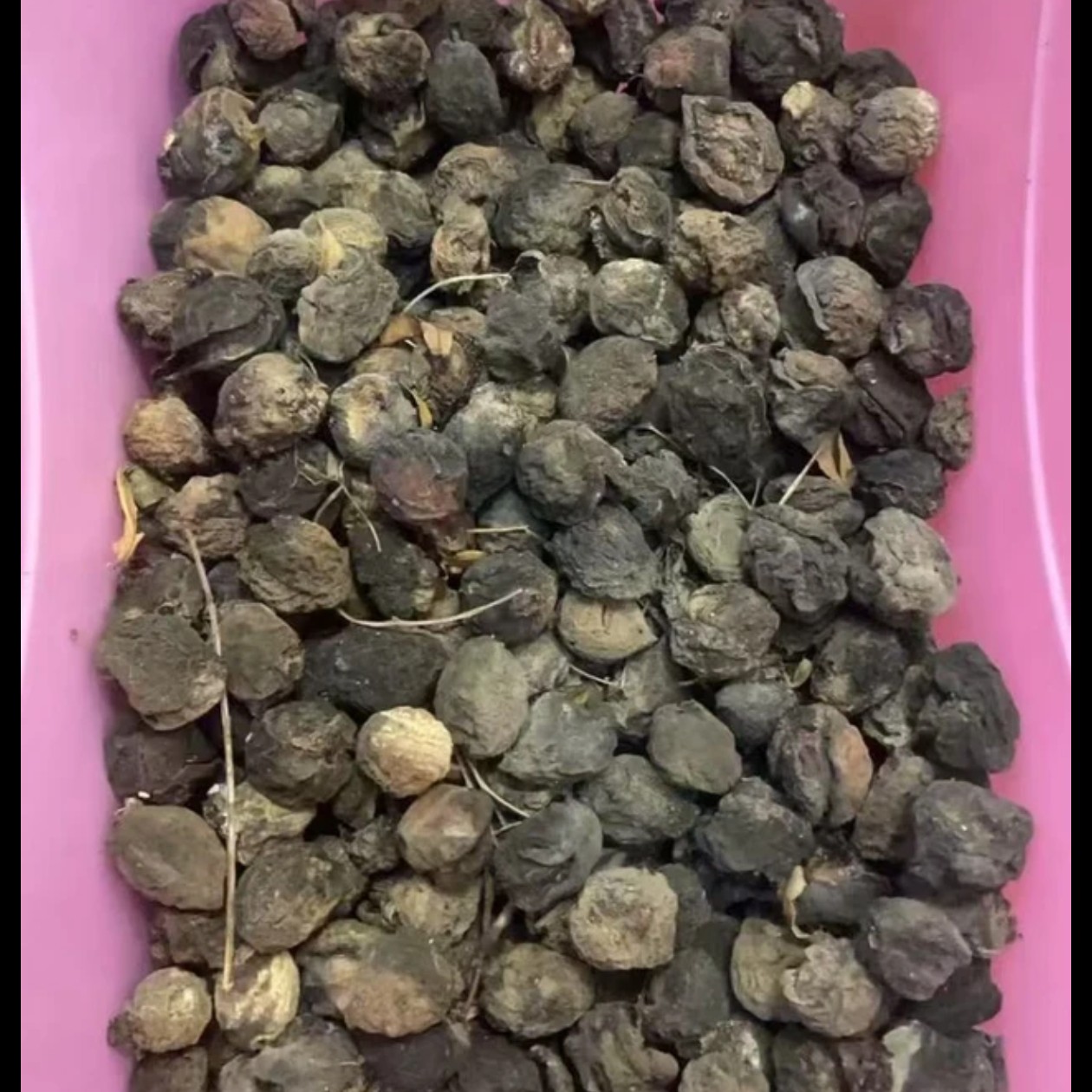 桃枭桃木一物一拍