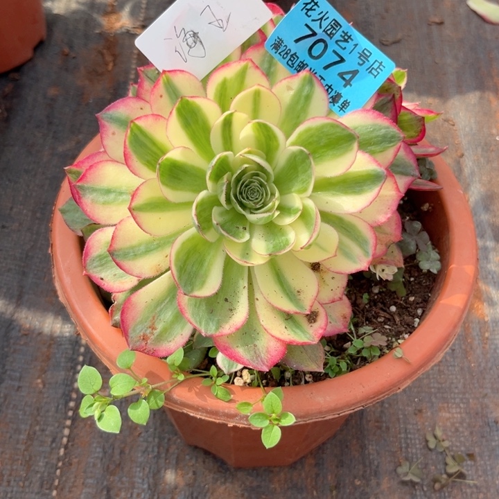 海王7074多肉植物