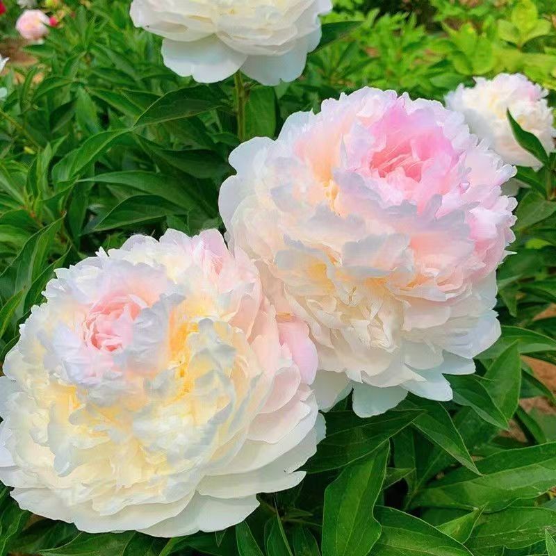 菏泽重瓣大花芍药花苗北方耐冻带花芽适合室内庭院种植