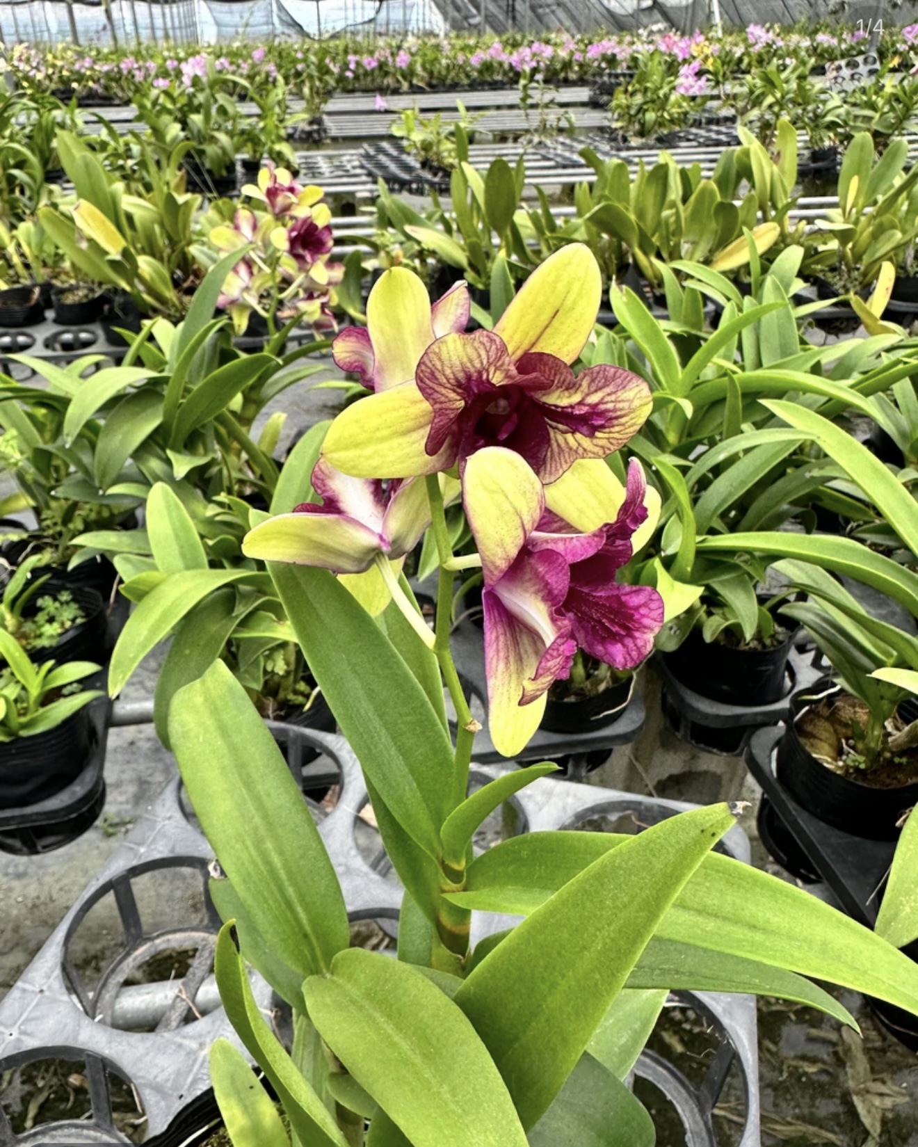 杰克逊（带花）【 秋石斛】渐变色大花好养花期长 云南鲜花绿植