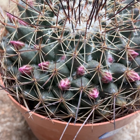 紫光的仙人球25米仙人球