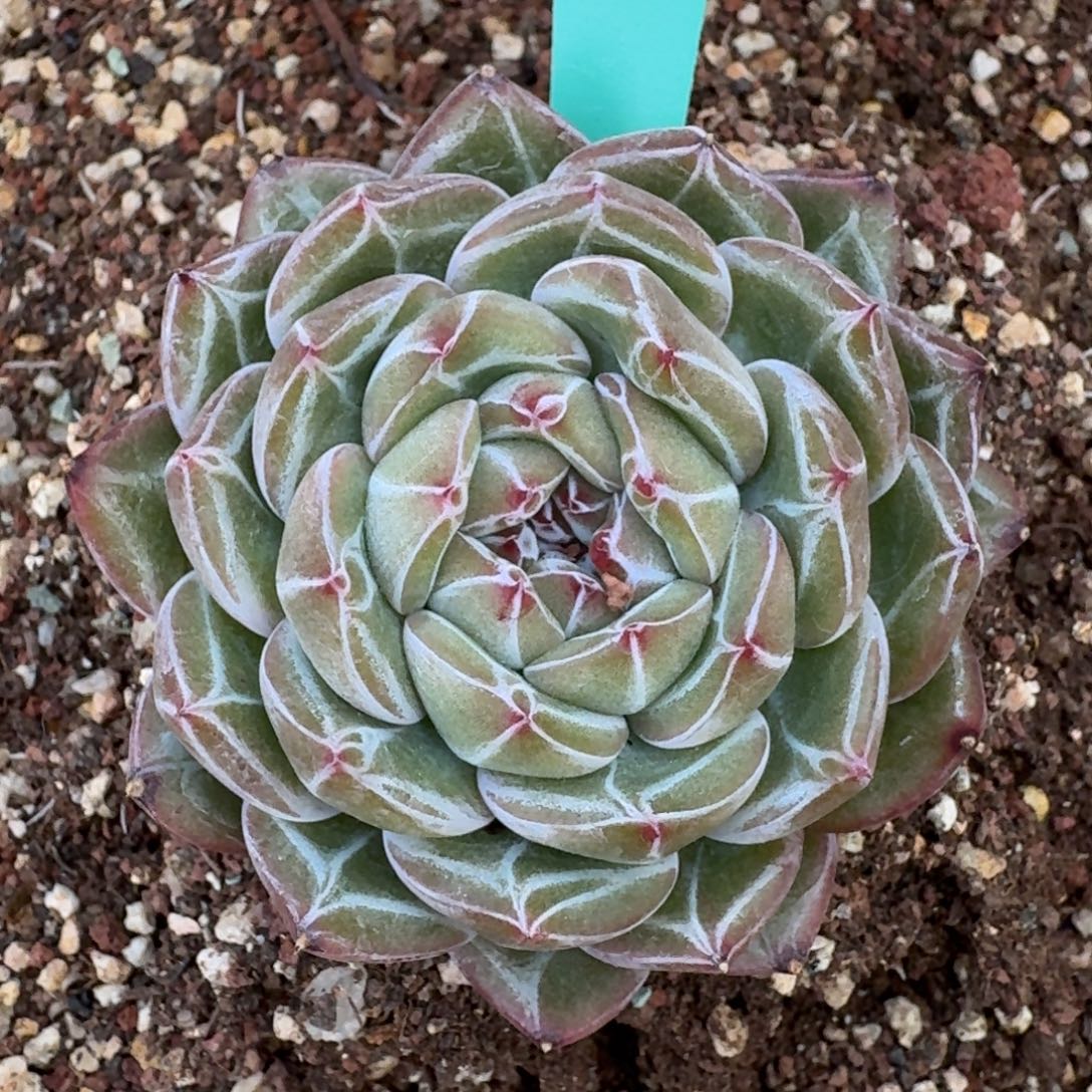 从前慢多肉精选编号1227.68