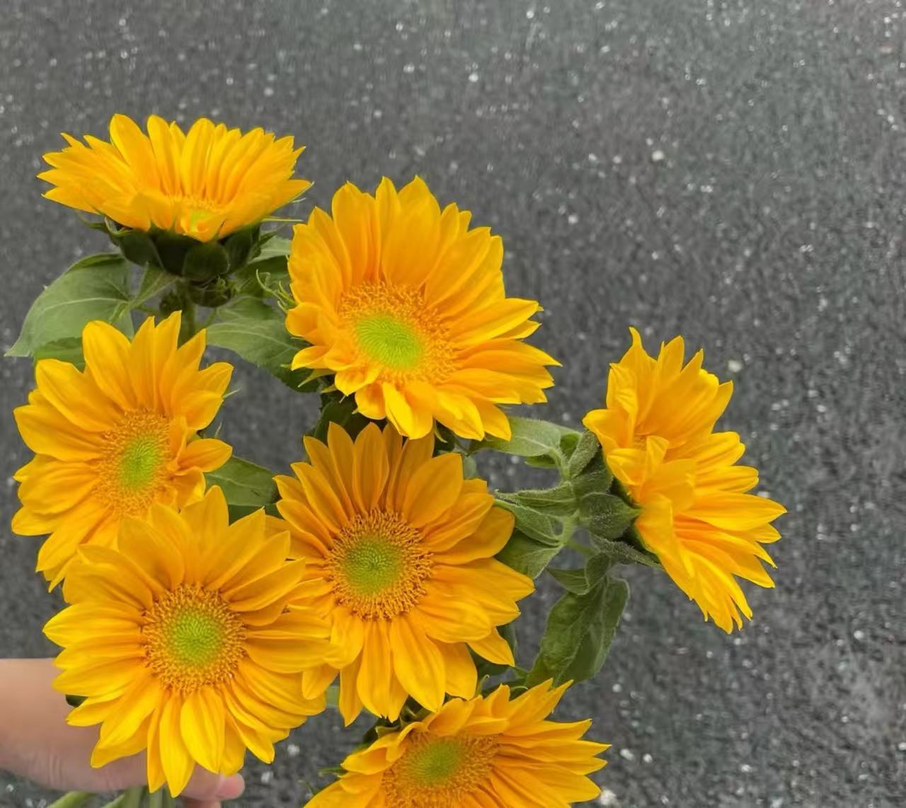 鲜花【绿心向日葵】同地址两单以上顺丰/德邦空运+送10包保鲜剂