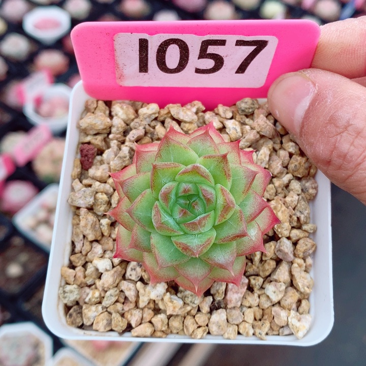 福利多肉植物4.5cm