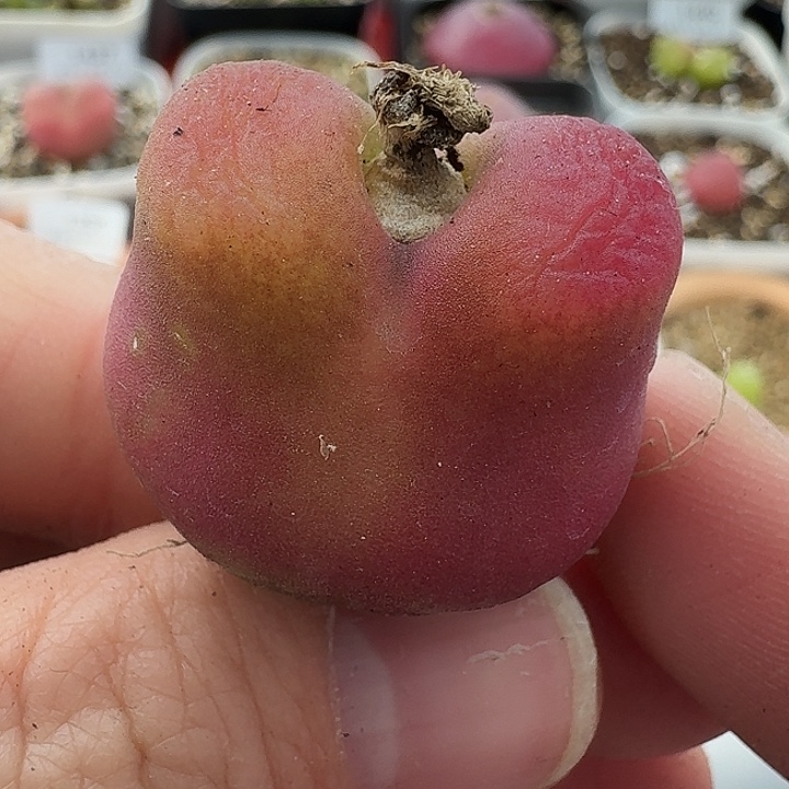 老马生石花蟠桃1350