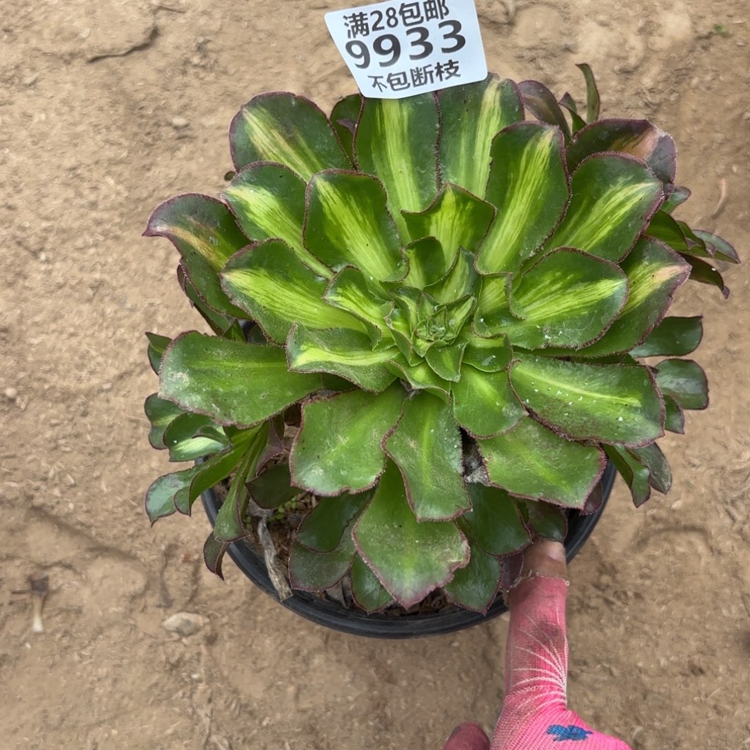 P. 9933魅影中班多肉122