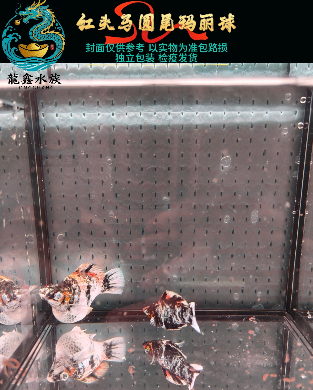 越南原线钻眼红头马圆尾玛丽球热带观赏淡水鱼好养耐活